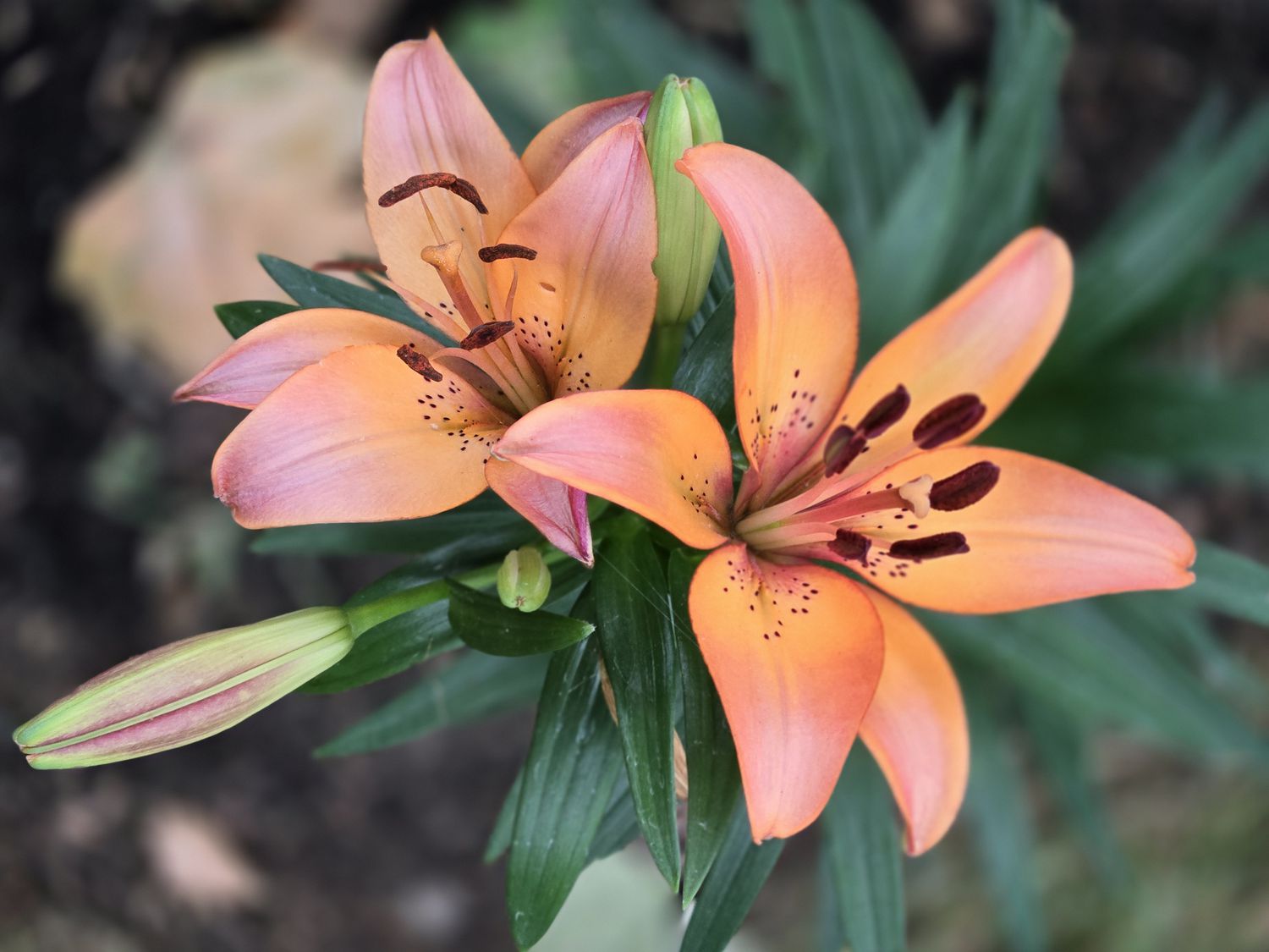 Lily