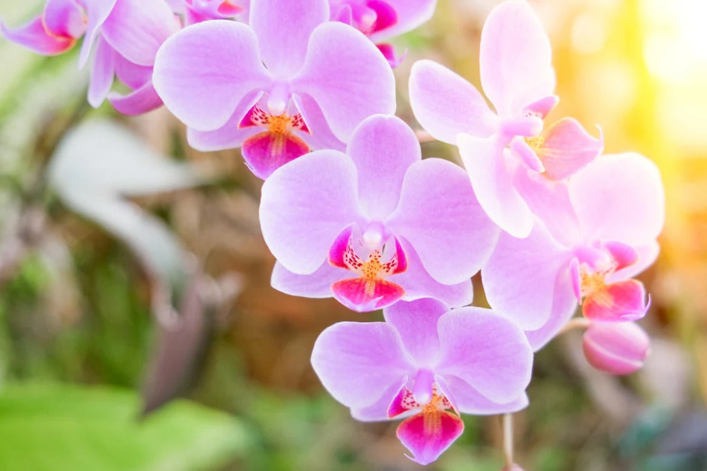 Orchid