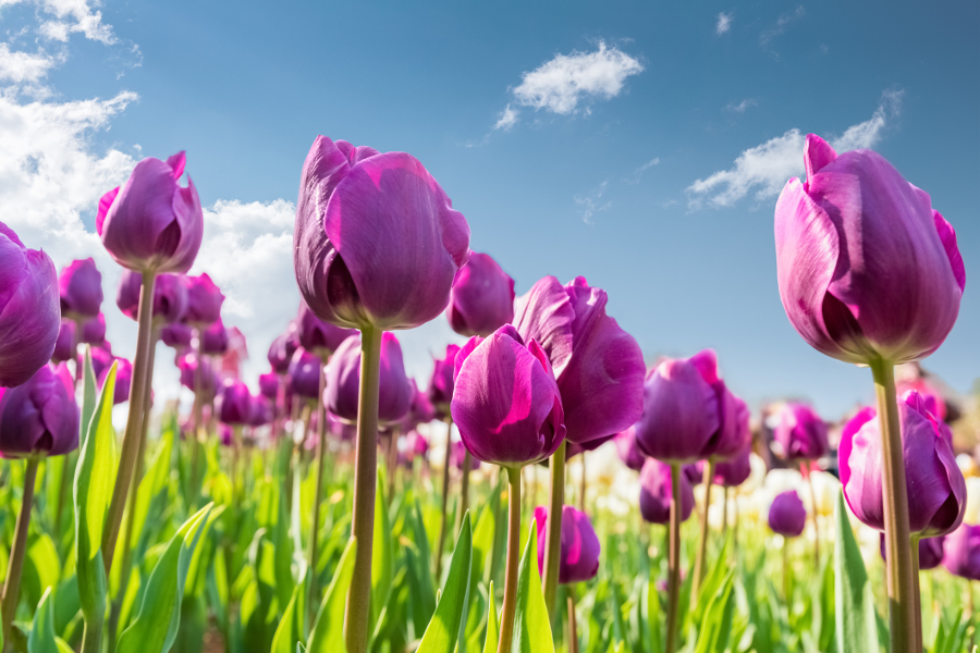 Tulip