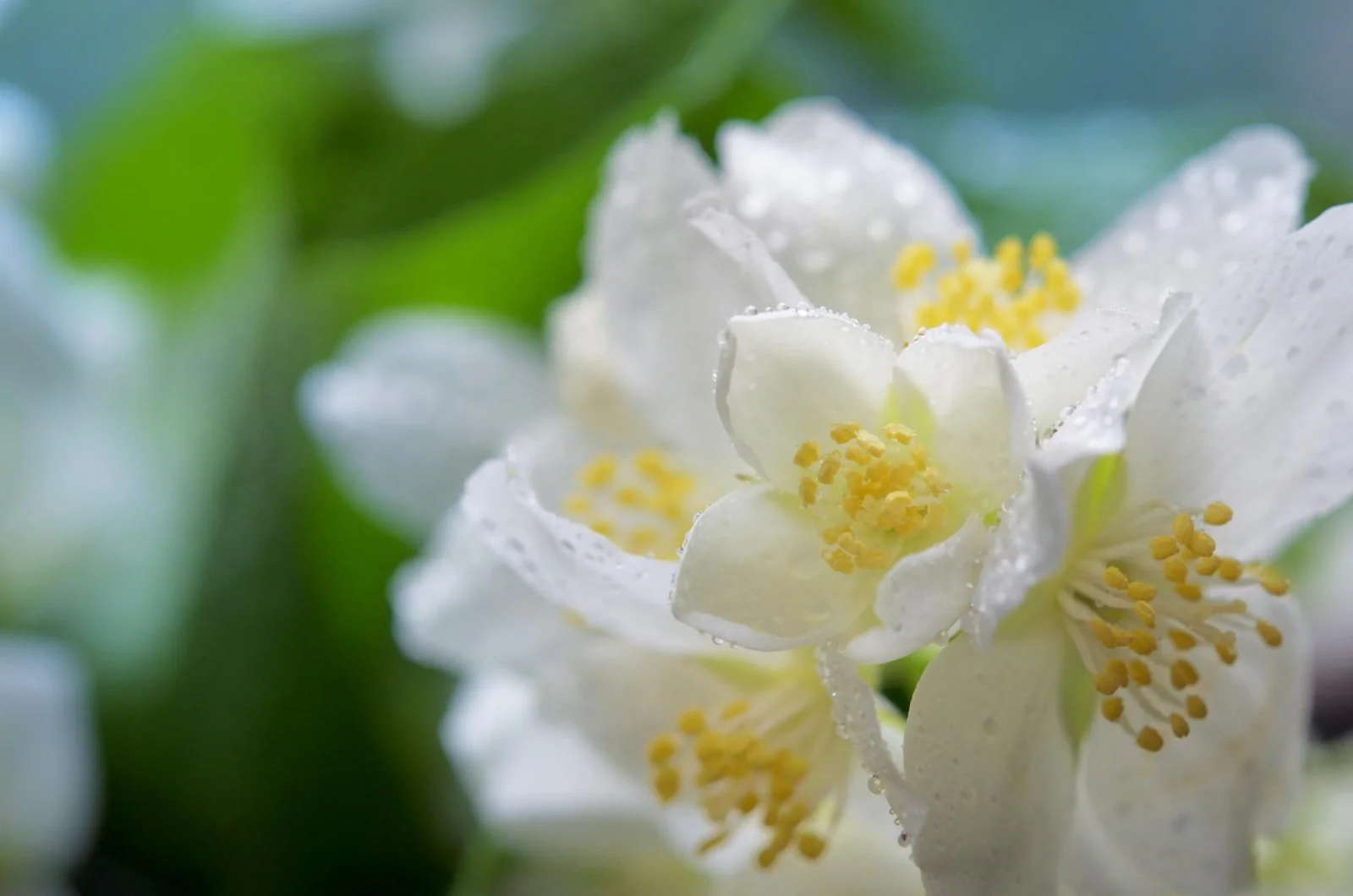 jasmine